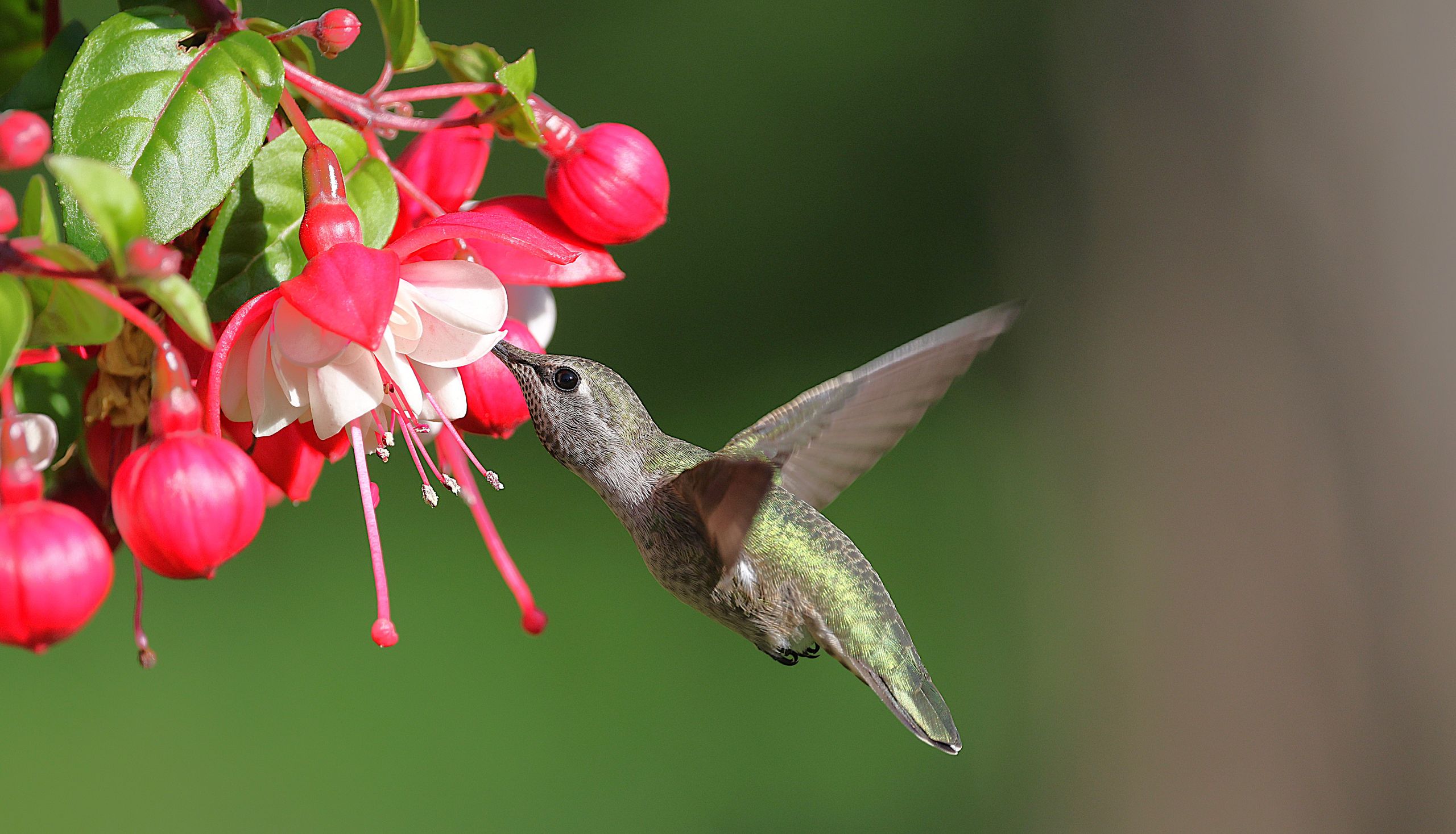 Close-up of an Anna's hummingbird feeding on vibrant fuchsia flowers in a garden setting.