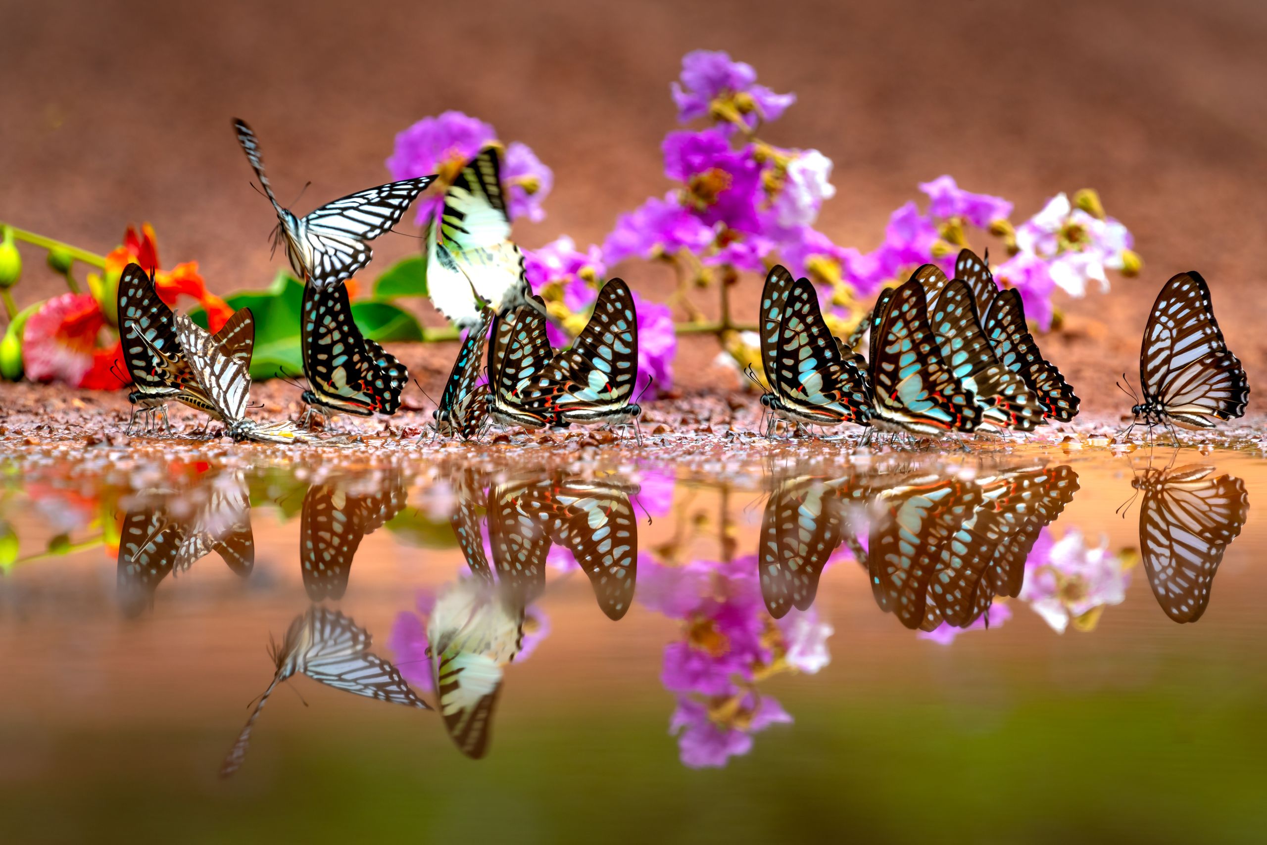 Group of butterflies reflecting in water against a backdrop of colorful flowers, showcasing nature's beauty.